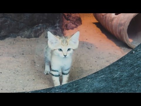Help name the sand cat kittens at the North Carolina Zoo