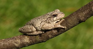 Gray Tree Frogs - Learn About Nature