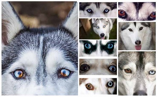 What is a Husky? Learn about Siberian Huskies