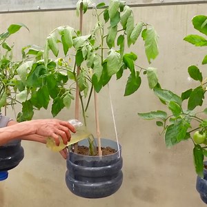 290K views · 6.6K reactions | Let's have a bumper crop season with these growing techniques | Simple Life | Facebook