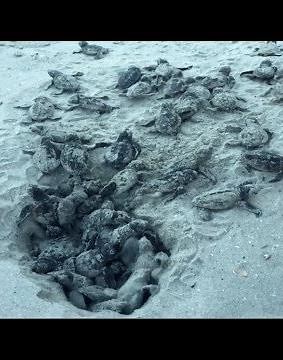 Baby Sea Turtles Hatch and Walk To The Ocean | The Dodo