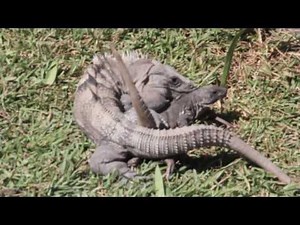 Black Iguanas Breeding, Iguana Apareandose - Ctenosaura Similis