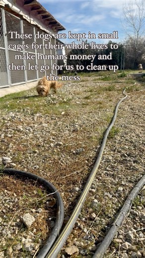 3.8K views · 717 reactions | Up FOR ADOPTION in Southern California...