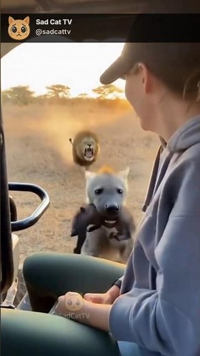 SCARED Hyena Gives Baby to Person as Lion Hunts It! 😢🦁