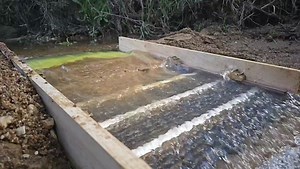 Yes, that is Gadzee screaming in the background. My homemade sluice box is still holding up to the punishment of being used by me. After trying it as a bucket sluice, where I poured water over collected pay gravels, I wanted to know if it would function as a river sluice. Ten twenty litre buckets later, and I can confidently say it's one of the nicest river sluices I've ever used. It processed a single 1/4" classified bucket in 3 minutes and 30 seconds. From what I could tell, there was negligib