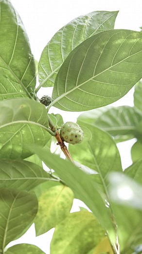 Partner.Co on Instagram: "What makes Tahitian noni different from other noni fruit? 🌴 Location, location, location! Because of where and how it grows ✨and the people responsible for harvesting and processing it✨ noni found in French Polynesia, including the island of Tahiti, is more potent than any other noni in the world. The composition and richness of the soil helps provide the optimal conditions for harvesting this incredible supertruit. 🌴 Research shows noni harvested in French Polynesia