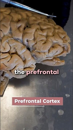 How Psilocybin Affects the Brain