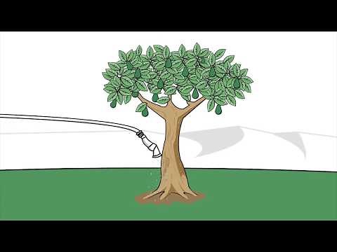 How to Grow and Care for an Avocado Tree