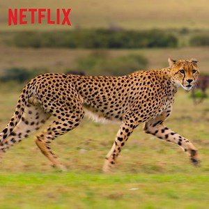 From the creator of Planet Earth and Blue Planet. Experience Our Planet. Only on Netflix. | Our Planet