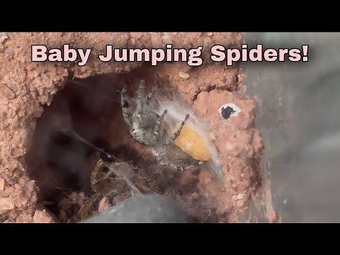 Jumping spider life cycle