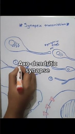 Types of synapses / 1) Axo-dendritic synapse.2) Axo-somatic synapse.3) Axo-axonic synapse.