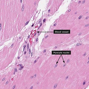 Smooth Muscle | Definition, Structure & Functions
