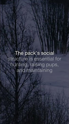 Alpha Wolves Pack Hierarchy Explained