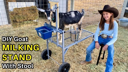DIY Goat Milking Stand - How to Make it Overbuilt & Under-styled (aka painted gray ;)