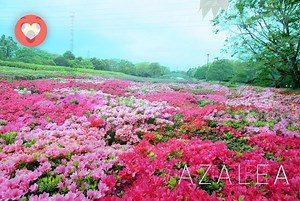 Cherry blossoms may be Tokyo’s most popular flower, but late spring is also the time for beautiful wisterias and azaleas to bloom throughout the city. Which is your favorite? Click LOVE for azaleas or WOW for wisterias! | Tokyo Gov