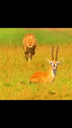 Cheetah is so fast, but the gazelle says no. #fyp #wildanimals #animals