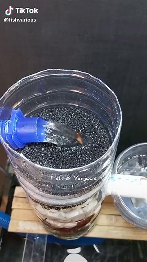 DIY Aquarium Filter: Homemade Filter Ideas for Your Fish Tank