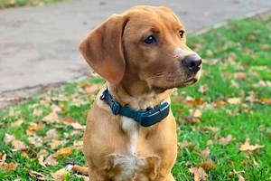 What are Mini Labs and are they healthy? - K9 Web