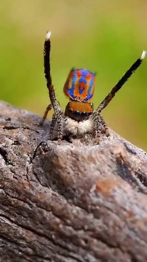 The Fascinating Dance of Peacock Jumping Spiders