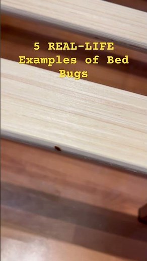 Here’s 5 REAL-LIFE Examples of Bed Bugs! How big are bed bugs?