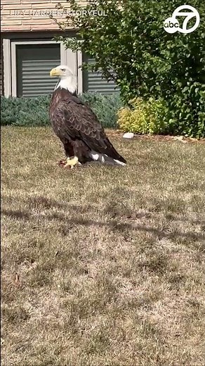 Majestic bald eagle spotted in Minnesota neighborhood