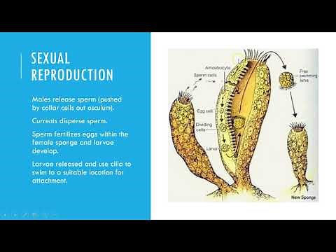 Sponge Reproduction