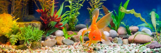 How Much Substrate Per Gallon Of Aquarium Tank? ([year] Guide)