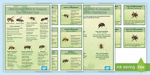 New Zealand Bee ID Guide