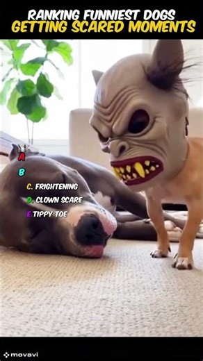 Ranking Funniest Dogs Getting Scared Moments. #shorts