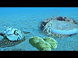 A Day of Sea Diving to Feed My Family