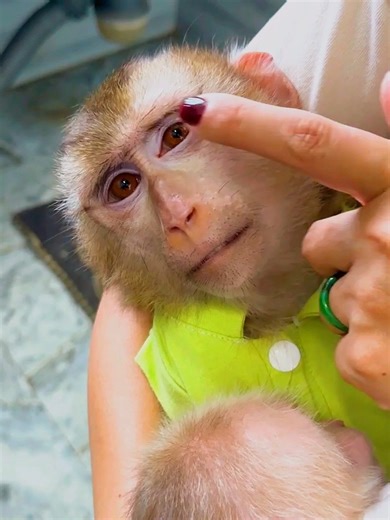 31K views · 1.5K reactions | Please Bring Intelligent Monkey Kaka and Mit Return Back Home | Kaka Page | Facebook