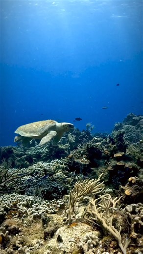 Check out this young loggerhead sea turtle! These turtles are known for their powerful jaws, perfect for crushing hard-shelled prey like crabs and mollusks. They migrate long distances between their feeding grounds and nesting sites, often crossing entire oceans. Loggerheads can live up to 50 years or more in the wild. #turtle #turtles #turtlesofinstagram #turtleturtle #turtlelife #turtlelover #turtlelove #turtlelovers #turtlegram #turtletime #turtleday #turtle🐢 #sdidivers #buceo #scubadiver #s
