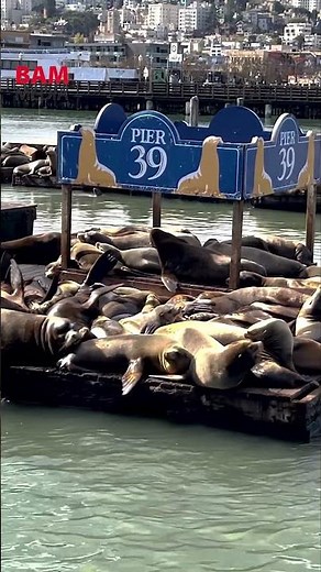 The Sea Lions of San Francisco’s Pier 39
