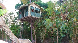 Building a Treehouse in the Wild to Stay Safe from Wildlife
