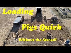 Load Pigs in Under 2 Minutes | Pig Loading Hacks