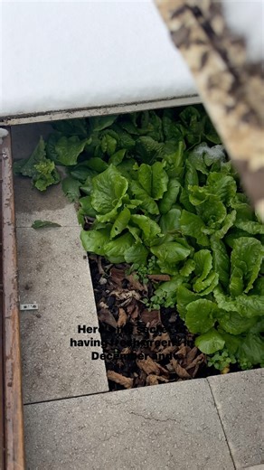 I LOVE this simple cold frame in front of my house! At this stage of my life, I don’t have time for a greenhouse and all that comes with more intense winter gardening. But this cold frame has served me so well and given us some fresh greens in the cold winter months when nothing fresh is growing in the garden. A few things to remember, your greens won’t actually grow that much once cold weather hits. You want them to be almost fully mature by the time the cold weather comes. Your cold frame will