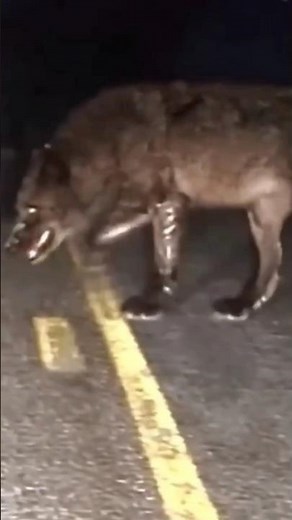 Scary & Realistic Wolf Sounds | Howling at Night in the Wild