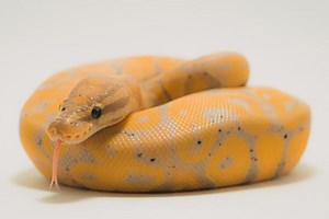 banana-ball-python