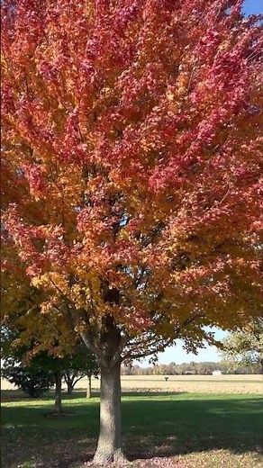 Autumn Blaze in Fall