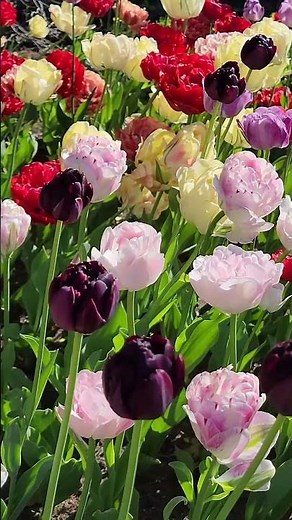 Explore the Ottawa Tulip Festival. Breathtaking tulips in full bloom splendor