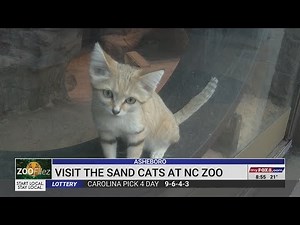 The sand cats at the North Carolina Zoo are cute — but also deadly