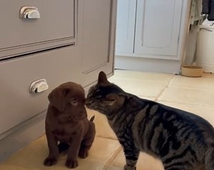 11K views · 769 reactions | Today is International Cat Day  Our feline friends are more than happy to help our pups with socialisation training  [Video description: Young chocolate Labrador puppy Rainbow socialises with a tabby cat in a kitchen] | Guide Dogs UK | Facebook