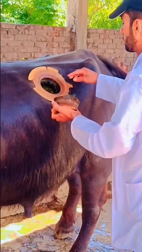 Rumen cannula | Bolus | Insertion technique | cattle | Dr Aziz | Dr Abdullah | Vet Experts #cow