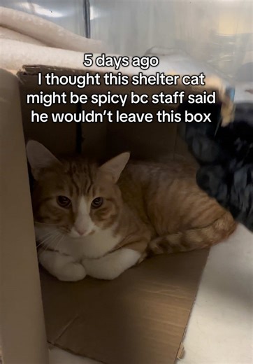 baby boy officially has an adopter 🥹 This journey with Cinnamon Toe-st has been one I’ll never forget! We have 2 more days with our boy & I’m going to be soaking up every minute of it 🧡 #orangecat #sheltercat #fostercat #shycat #animalsheltervolunteer