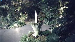 Thousands lined up at Frederik Meijer Gardens & Sculpture Park Thursday to take in the rare blooming of Putricia, the corpse flower. Their take on the her signature stench: https://www.woodtv.com/1299049902 | WOOD TV8