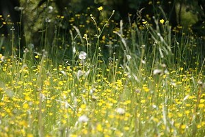 How To Manage & Treat Hay Fever - Look After Your Eyes