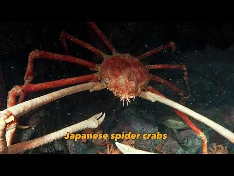 10 Quick Facts About The Japanese Spider Crab!!