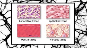 Cells Regeneration: 4 Types of tissue in the Human Body - Daily Medicos