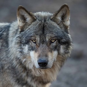 The Absolute Best List of Wolf Names