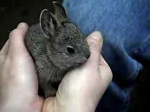 Baby pygmy rabbits at the Oregon Zoo